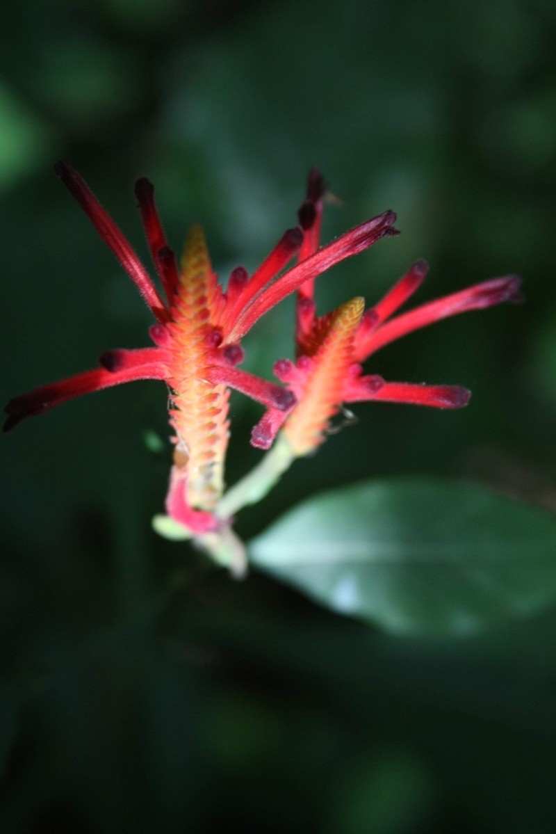 Aphelandra longiflora