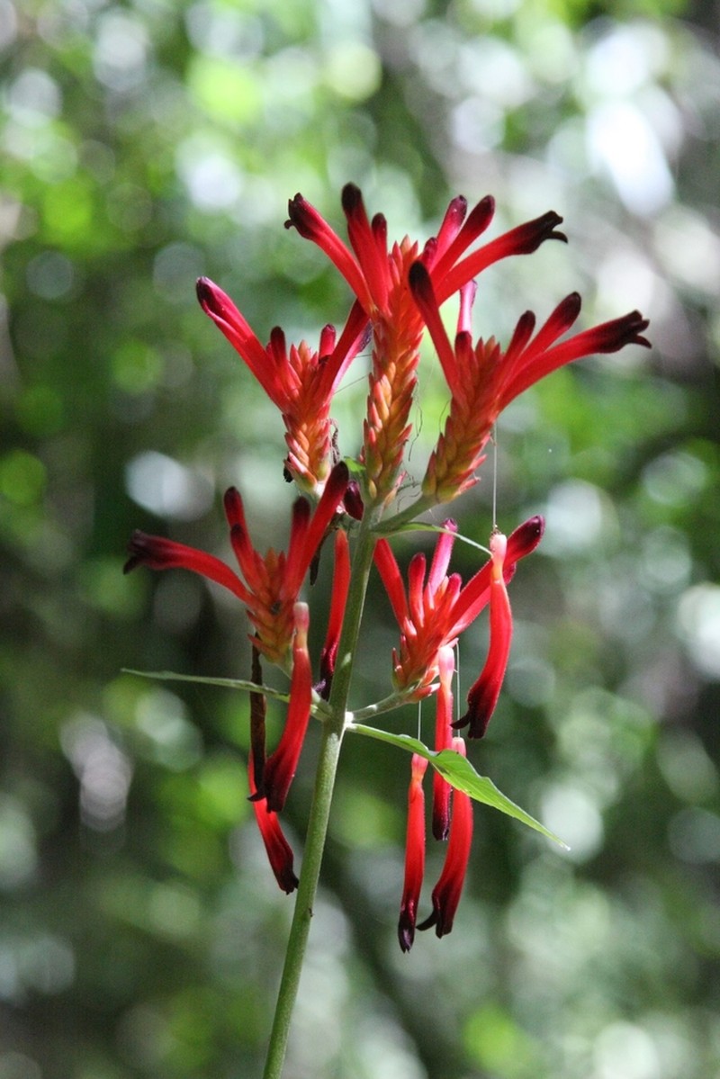 Aphelandra longiflora photo 2
