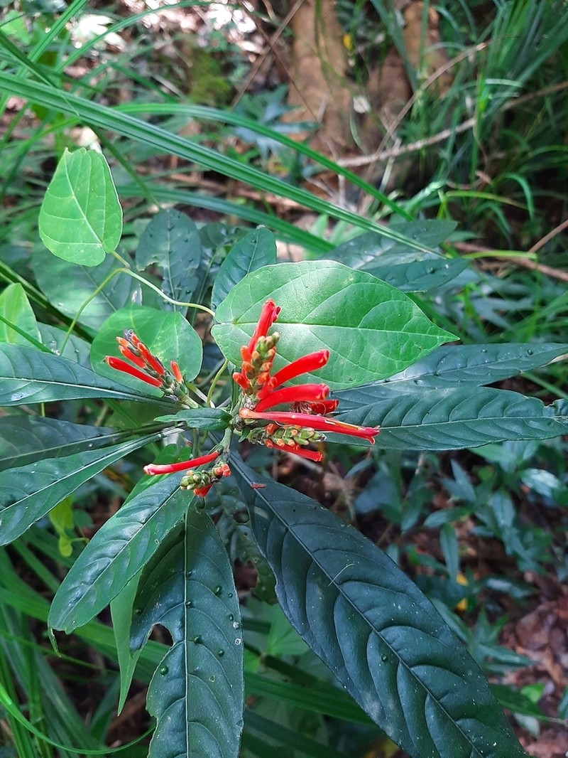 Aphelandra longiflora photo 3