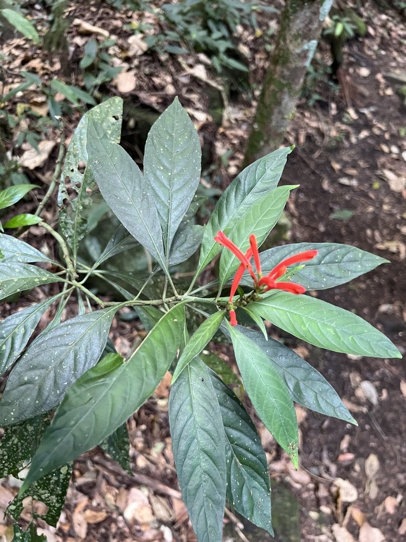 Aphelandra longiflora photo 4