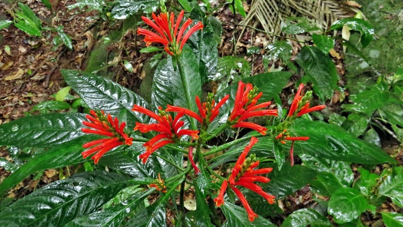 Aphelandra longiflora photo 5