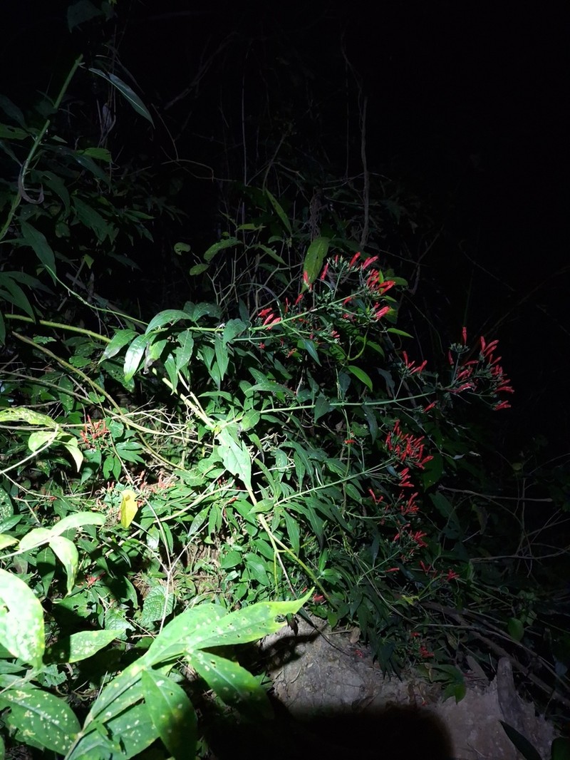 Aphelandra longiflora photo 6