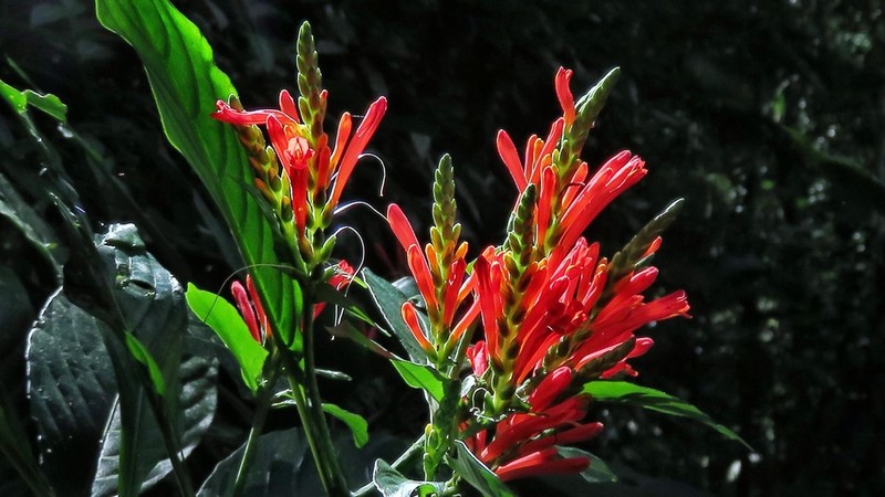 Aphelandra longiflora photo 7