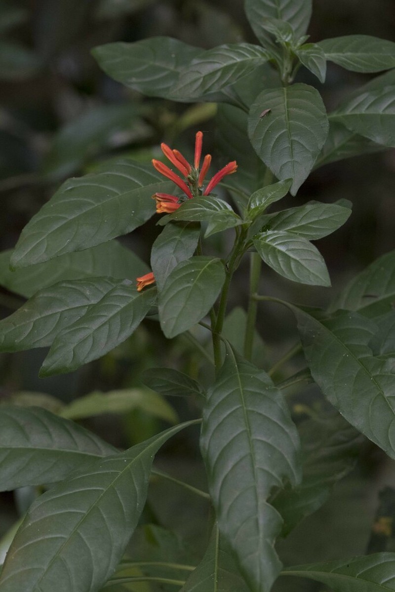 Aphelandra longiflora photo 8
