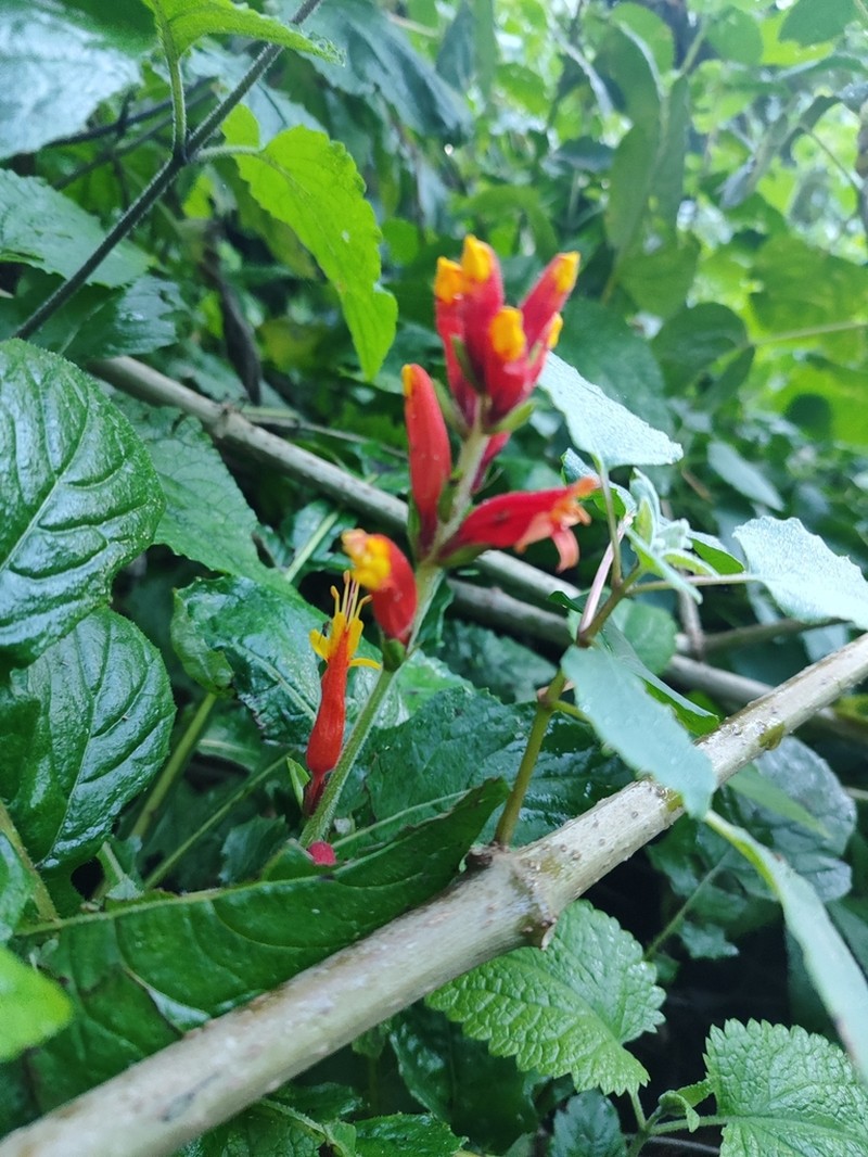 Aphelandra lyrata