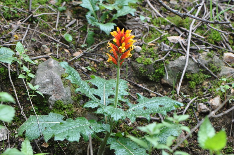 Aphelandra lyrata photo 3