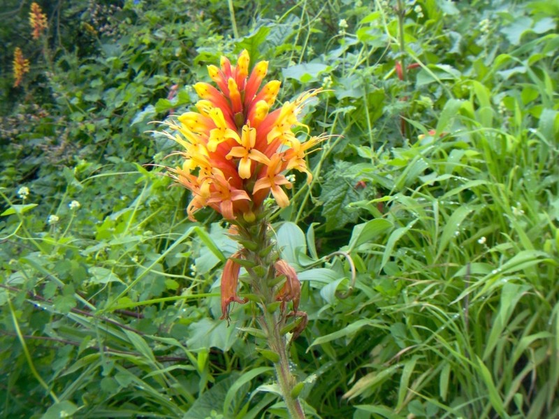 Aphelandra lyrata photo 5