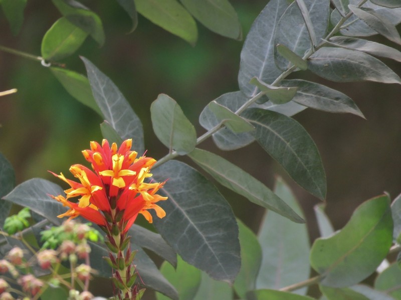 Aphelandra lyrata photo 6