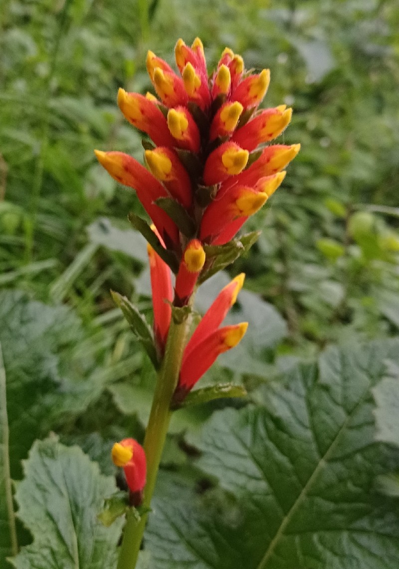 Aphelandra lyrata photo 7
