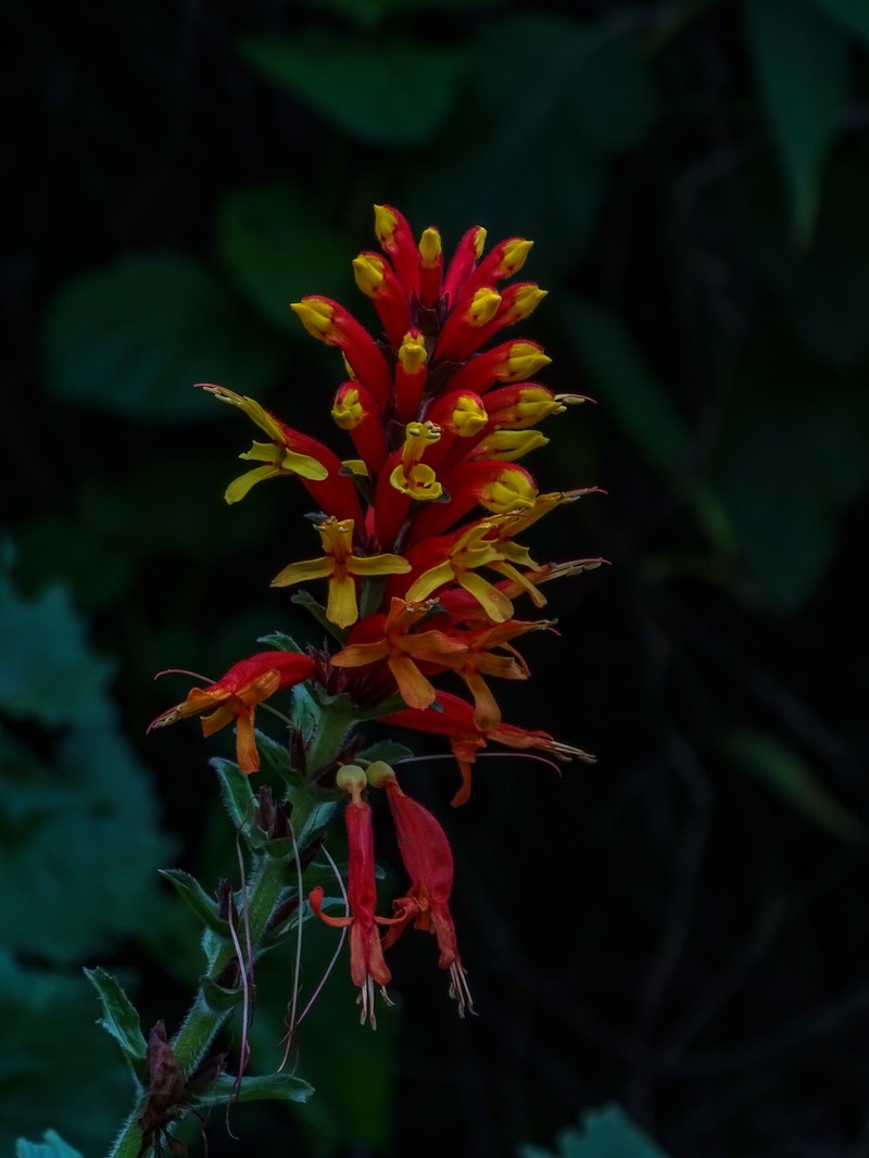 Aphelandra lyrata photo 8