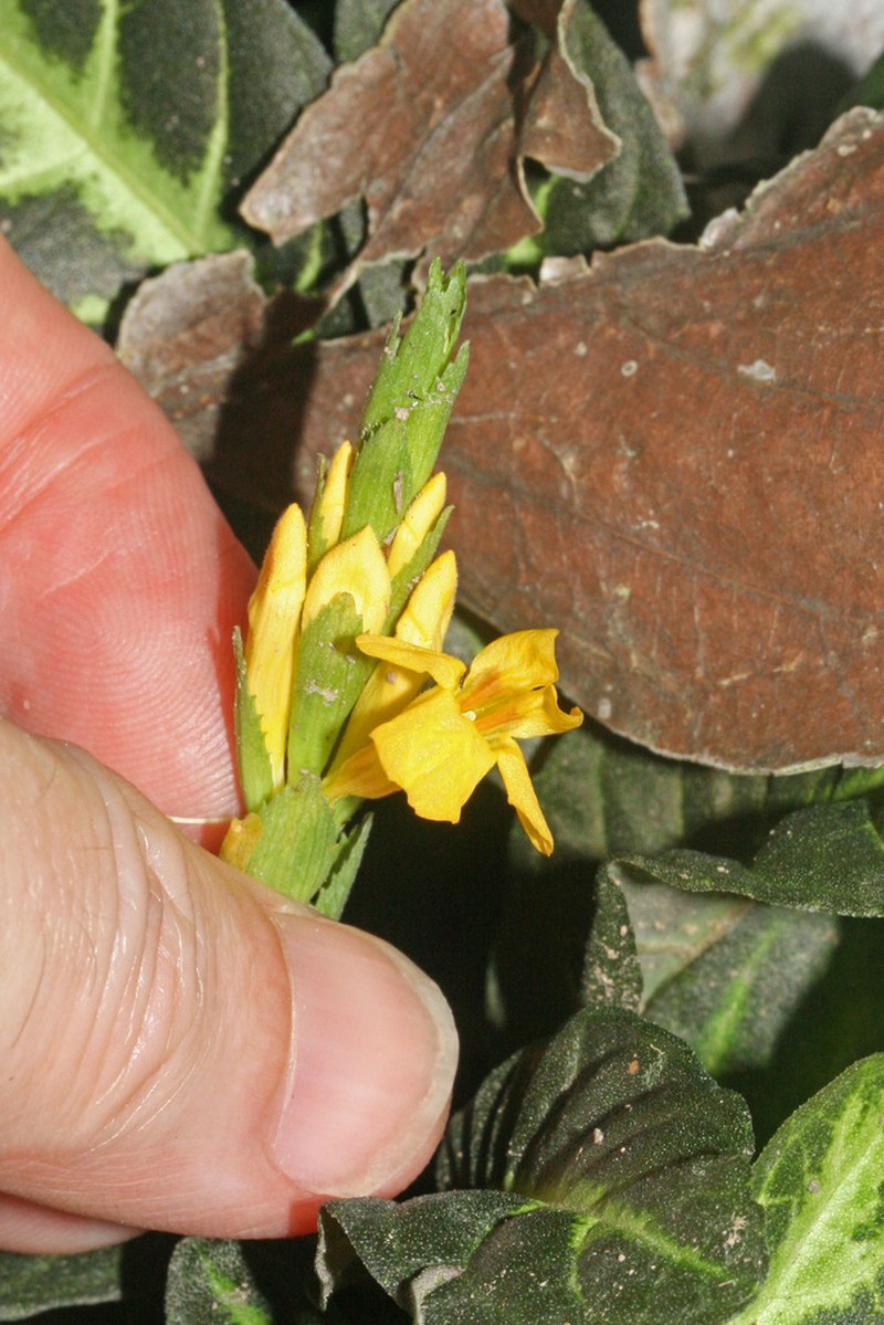 Aphelandra maculata