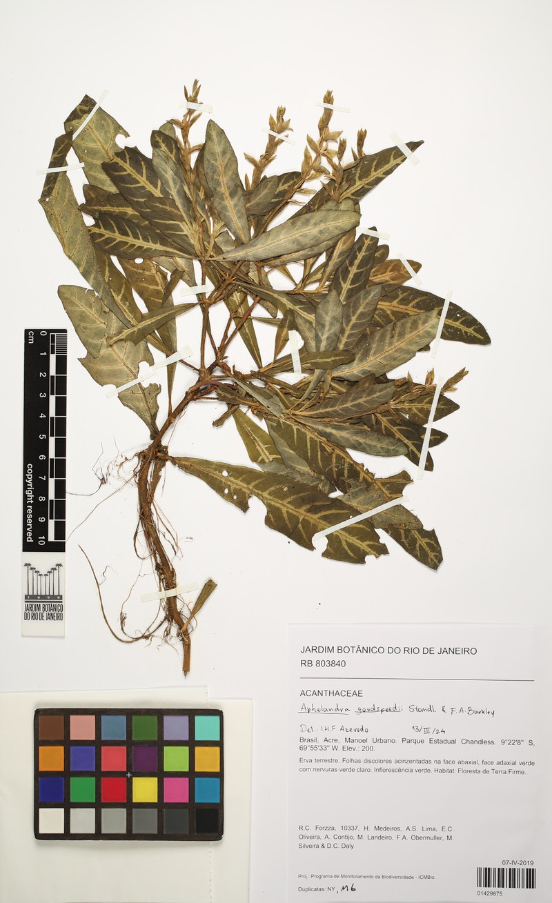 Aphelandra maculata photo 2