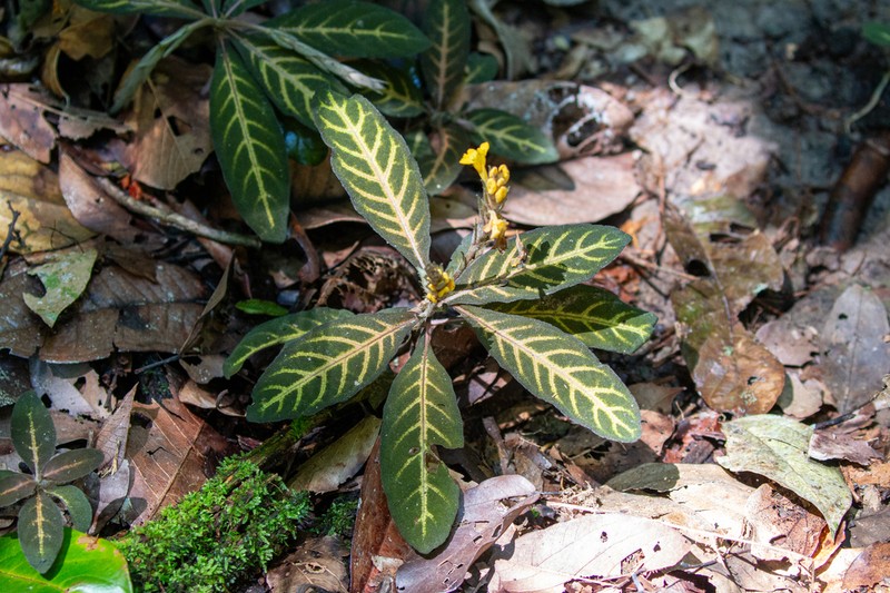 Aphelandra maculata photo 3