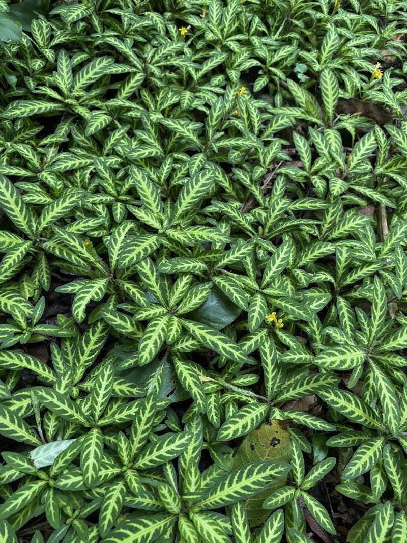 Aphelandra maculata photo 4