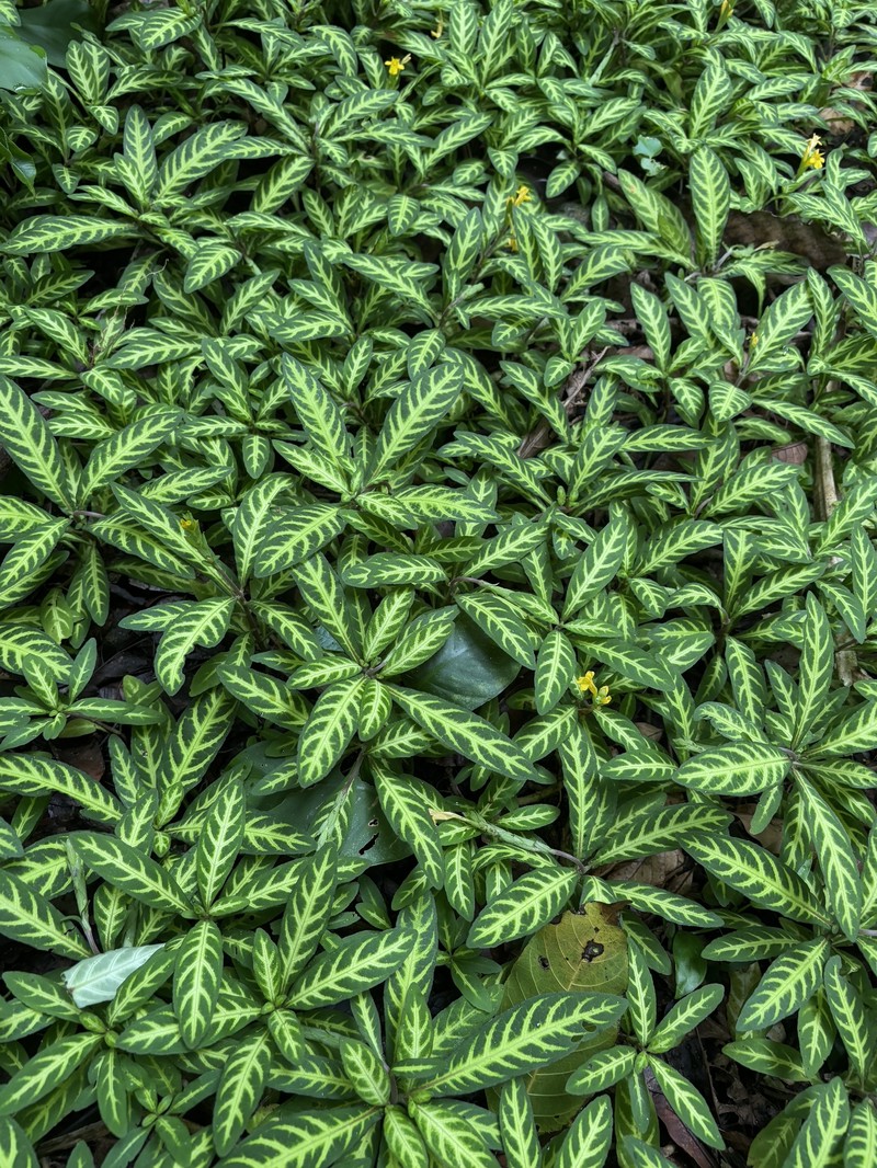 Aphelandra maculata photo 5