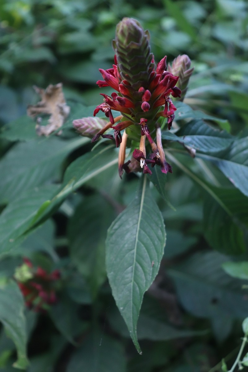 Aphelandra madrensis