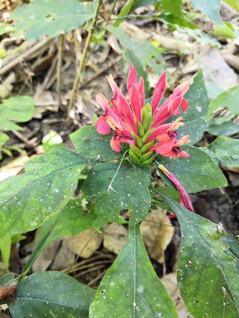 Aphelandra madrensis photo 2