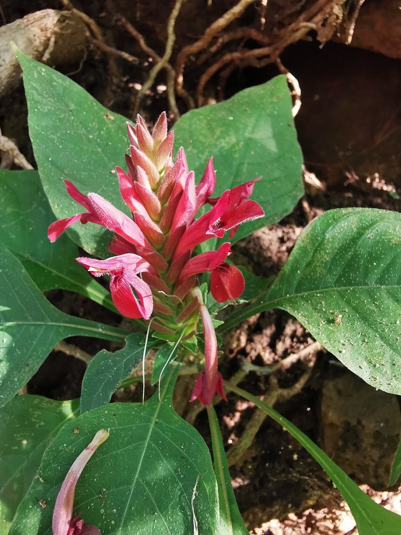 Aphelandra madrensis photo 3