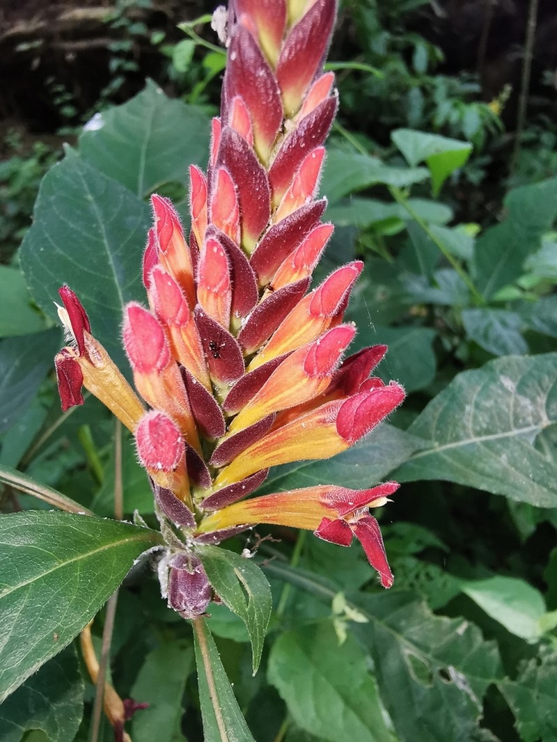 Aphelandra madrensis photo 4