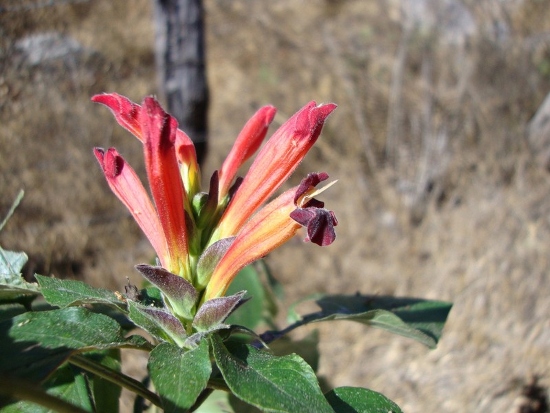 Aphelandra madrensis photo 5