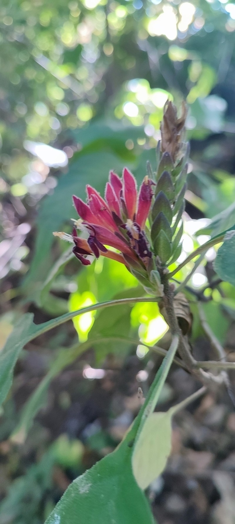 Aphelandra madrensis photo 6