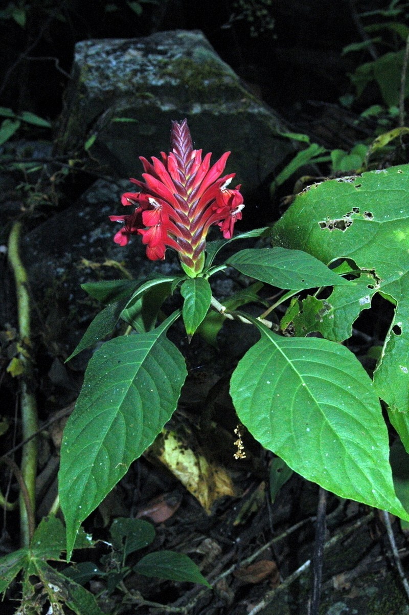 Aphelandra madrensis photo 7