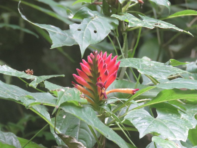 Aphelandra madrensis photo 8