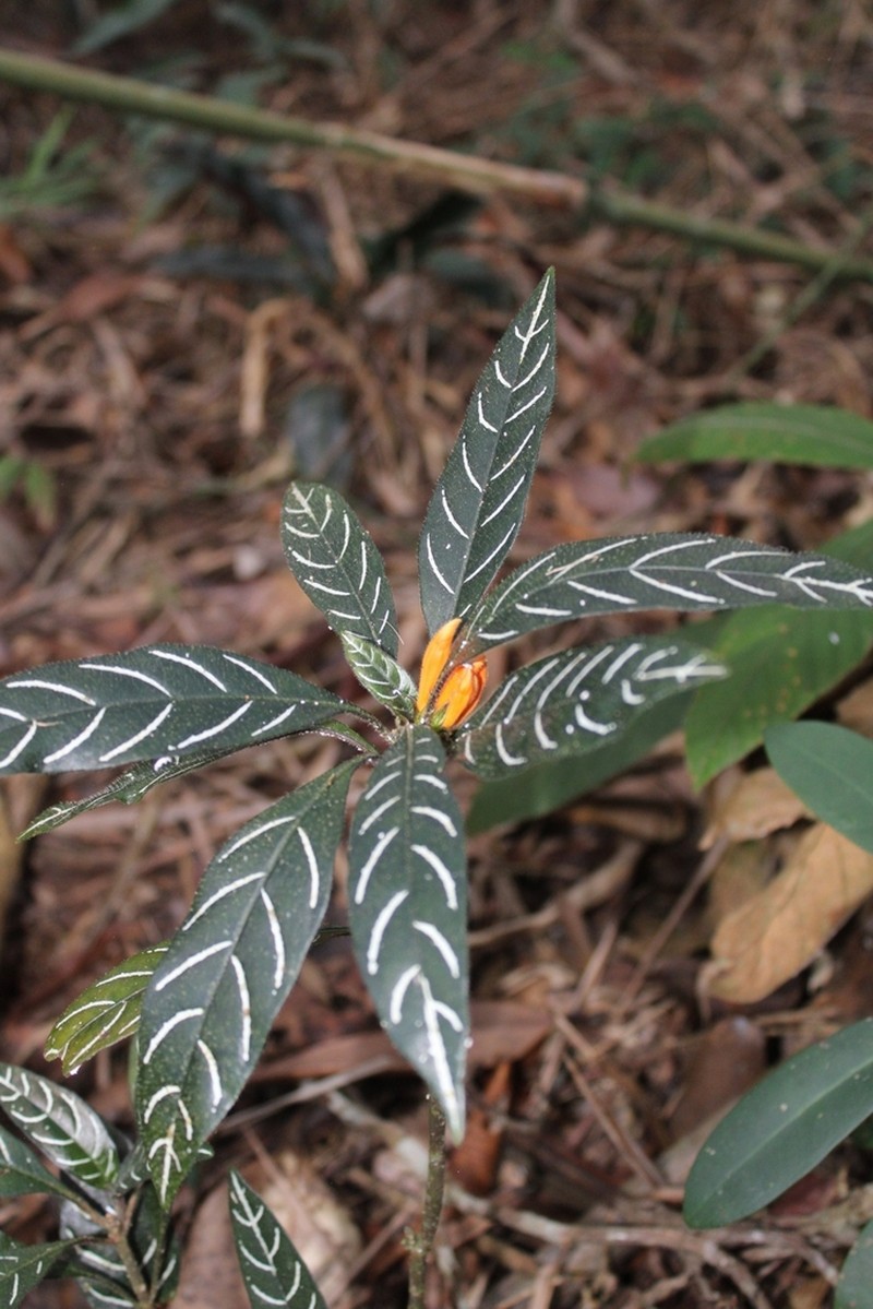 Aphelandra margaritae
