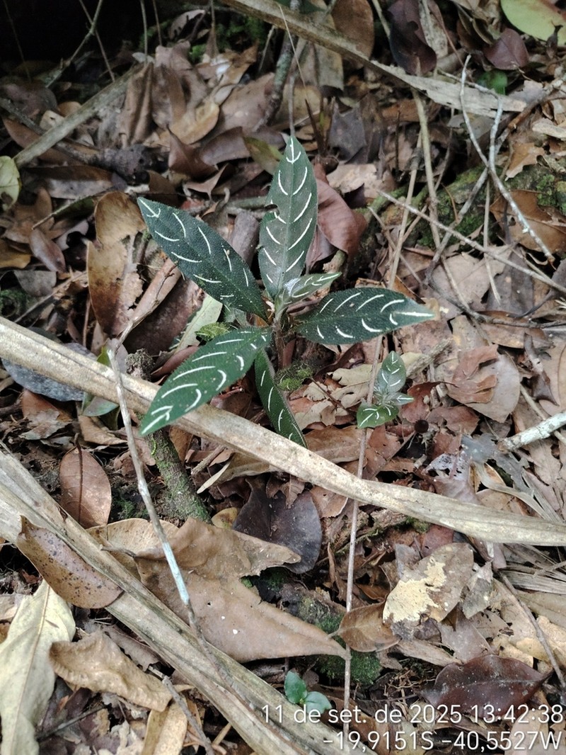 Aphelandra margaritae photo 2