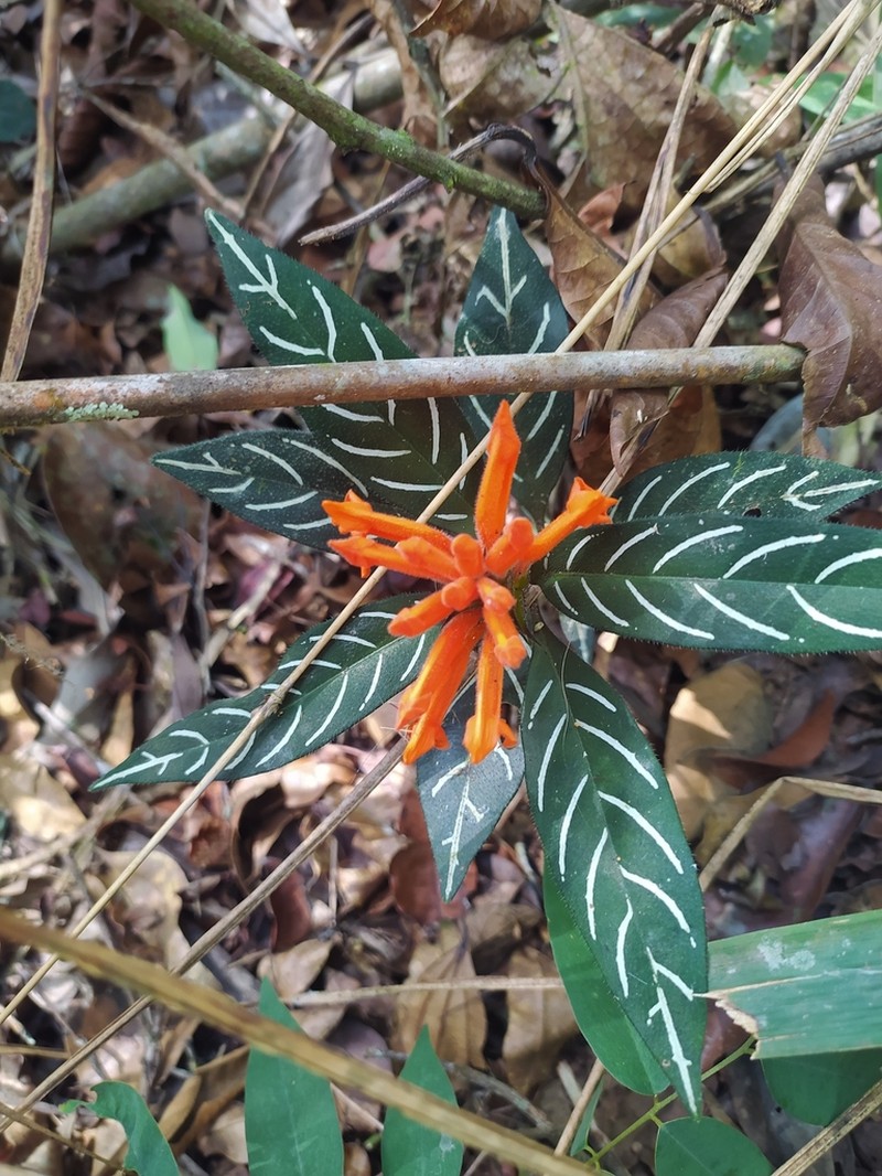 Aphelandra margaritae photo 3