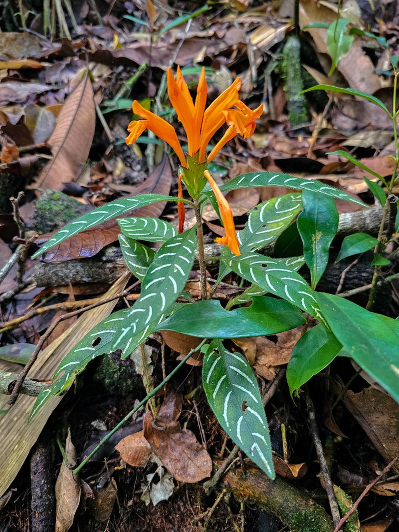 Aphelandra margaritae photo 4