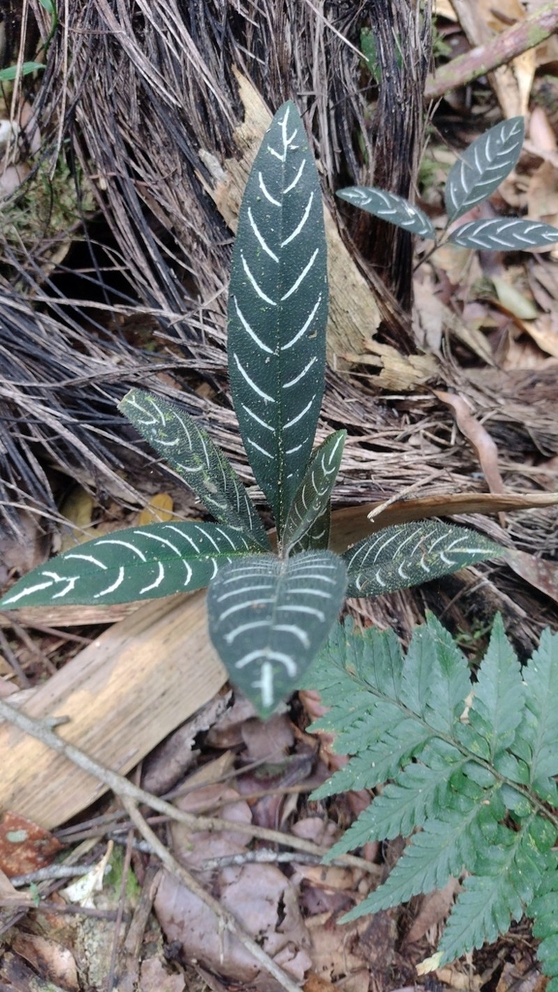 Aphelandra margaritae photo 5