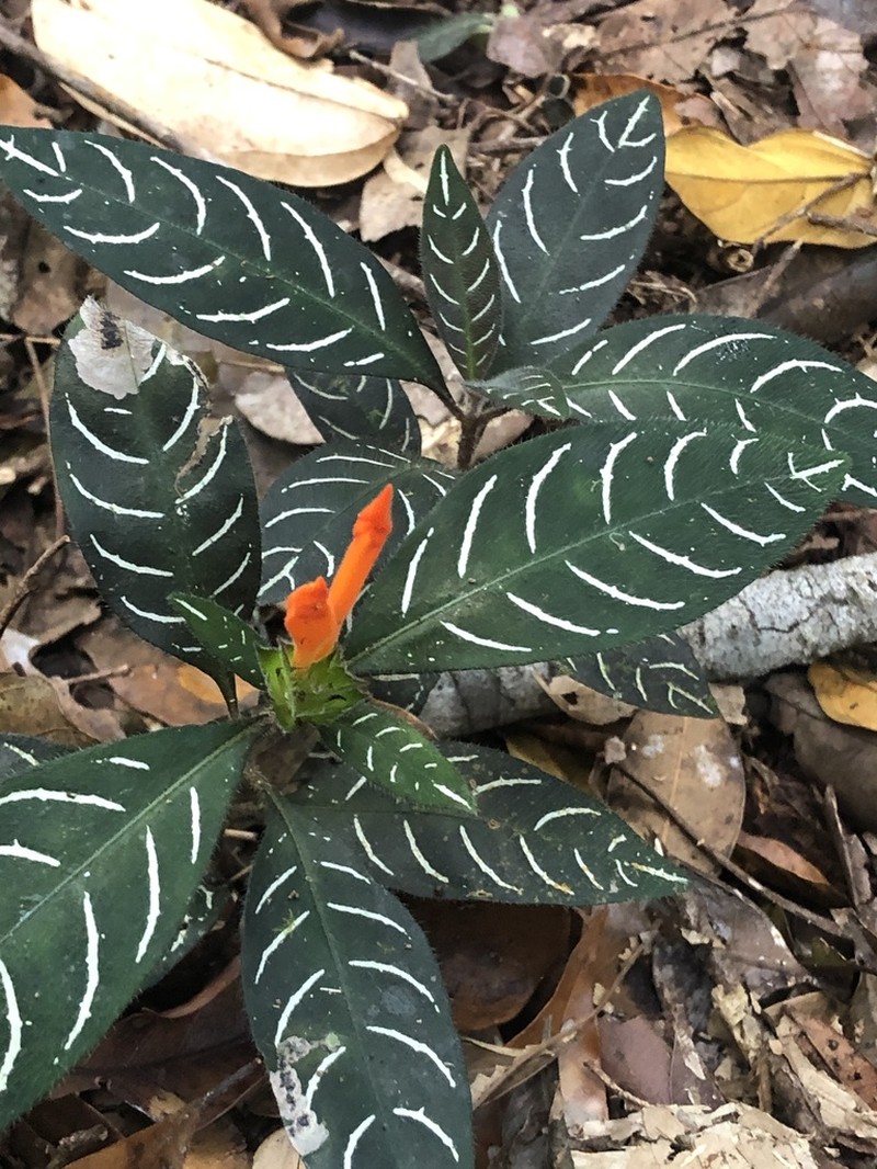 Aphelandra margaritae photo 6