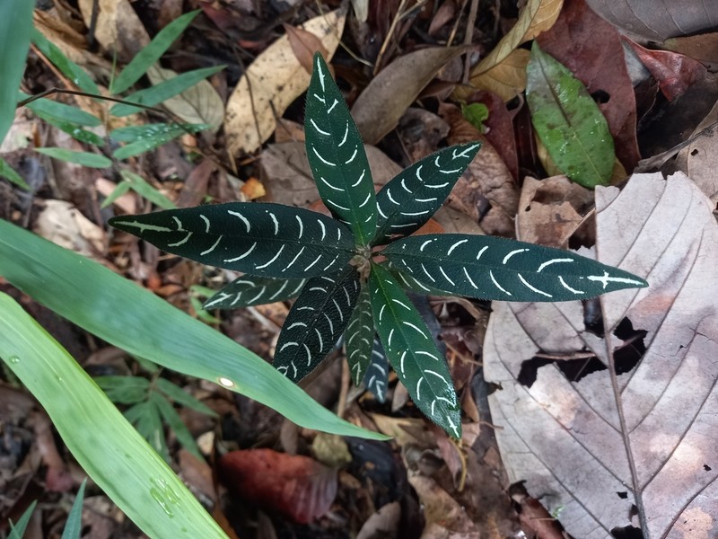 Aphelandra margaritae photo 7