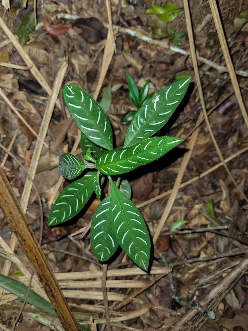 Aphelandra margaritae photo 8