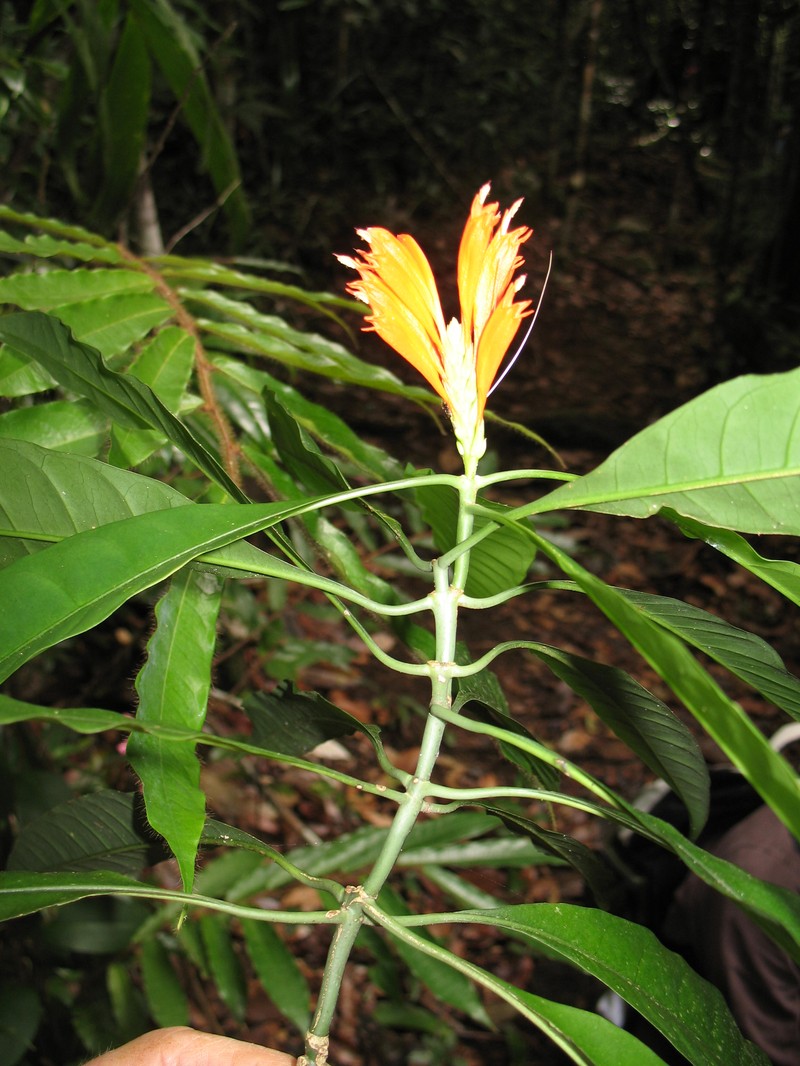 Aphelandra marginata
