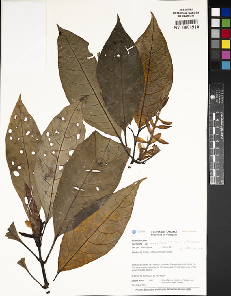 Aphelandra merelloae