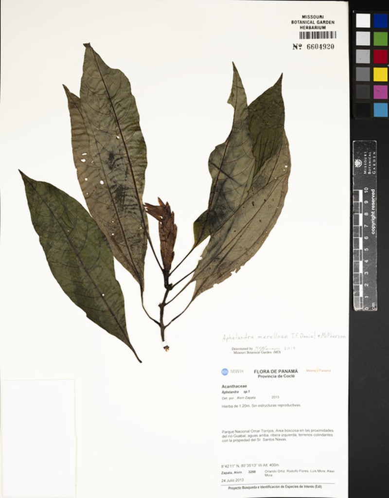 Aphelandra merelloae photo 3