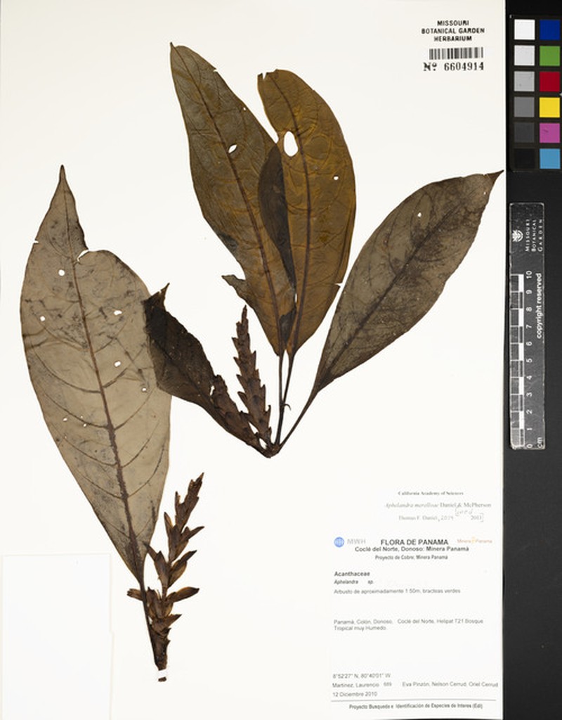 Aphelandra merelloae photo 4