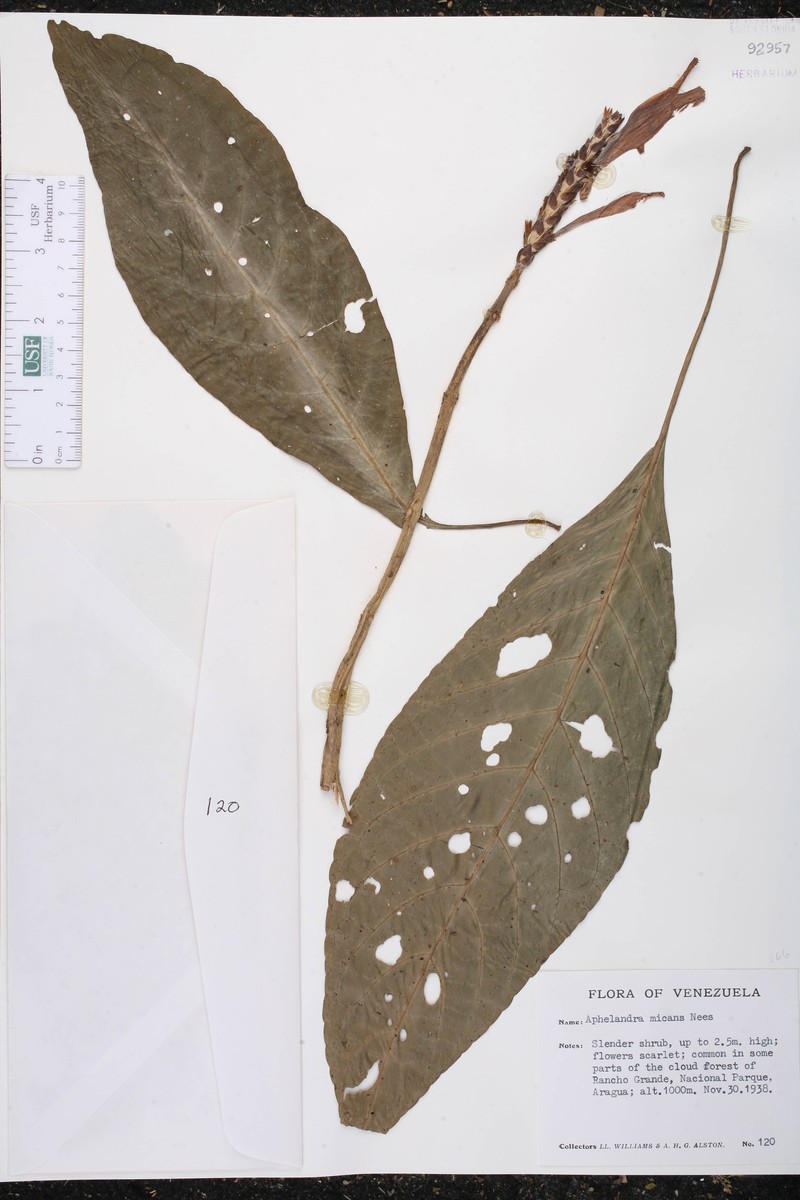Aphelandra micans