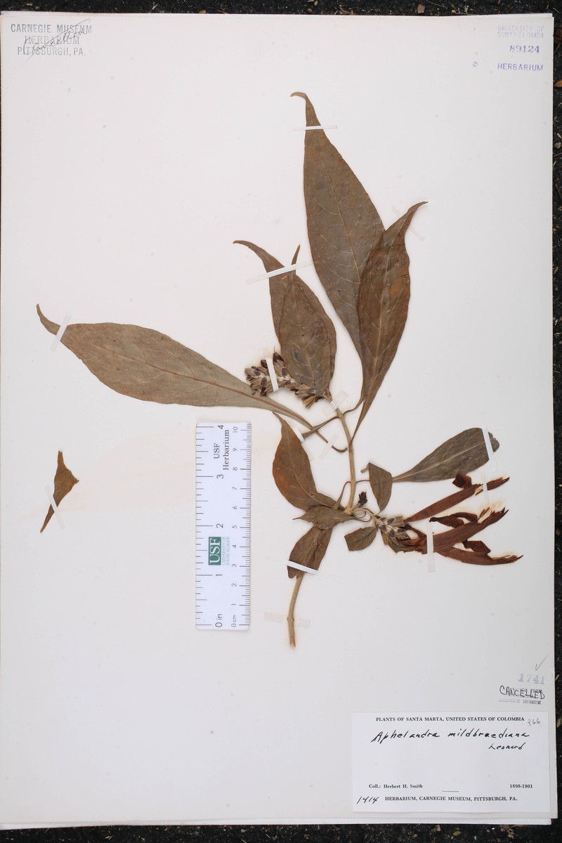 Aphelandra mildbraediana