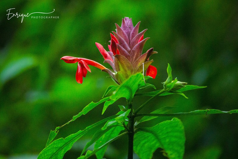 Aphelandra molinae