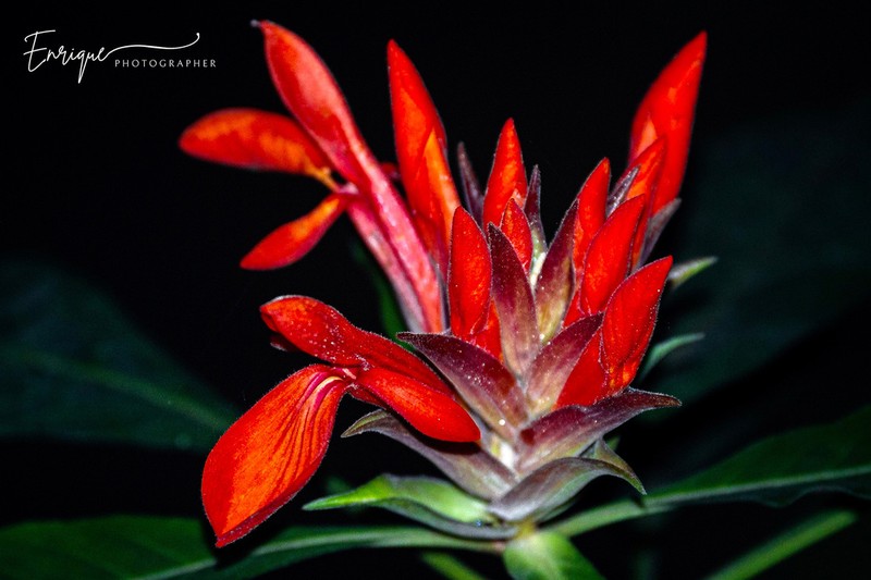Aphelandra molinae photo 2