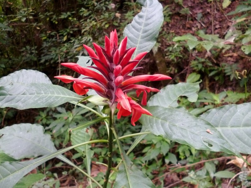 Aphelandra molinae photo 4