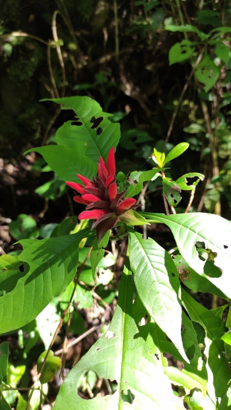 Aphelandra molinae photo 6