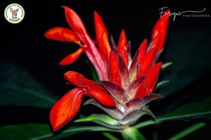 Aphelandra molinae photo 7