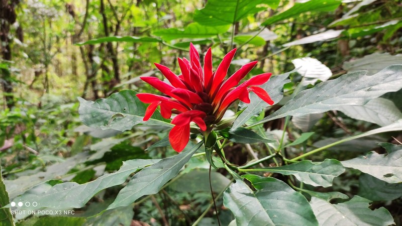 Aphelandra molinae photo 8