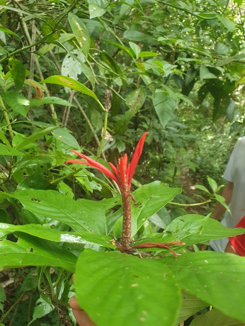 Aphelandra montis-tusae