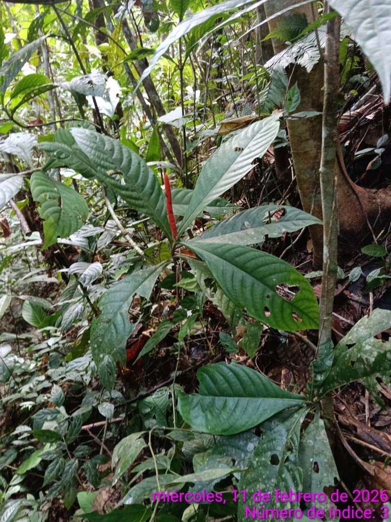 Aphelandra montis-tusae photo 3