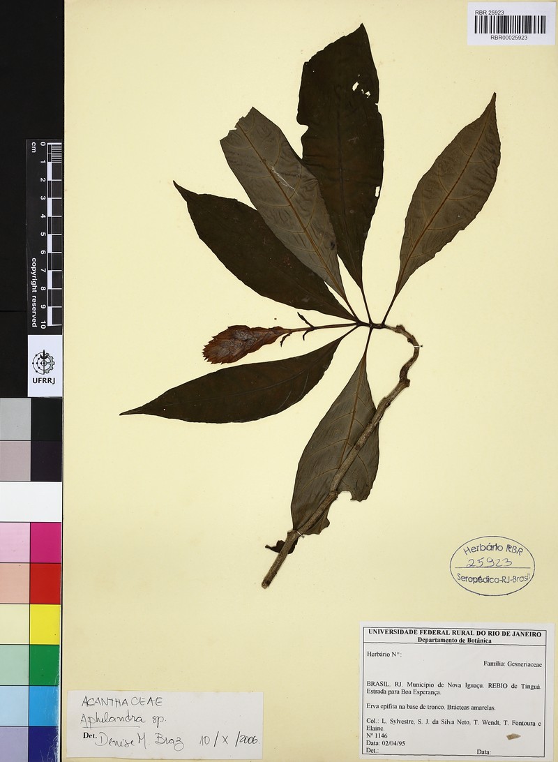 Aphelandra nemoralis photo 2